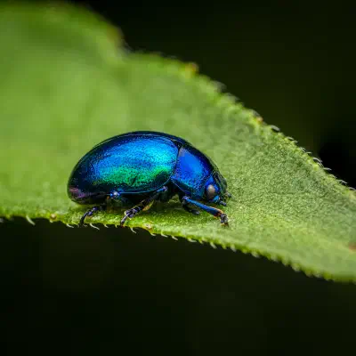 Himmelblauer Blattkäfer