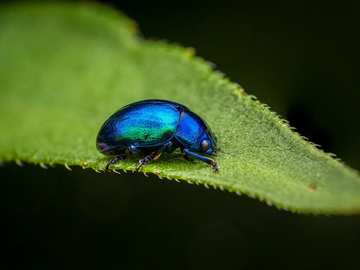 Himmelblauer Blattkäfer