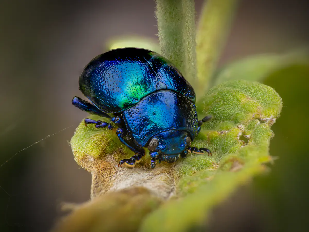 Mint beetle