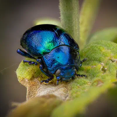 Himmelblauer Blattkäfer