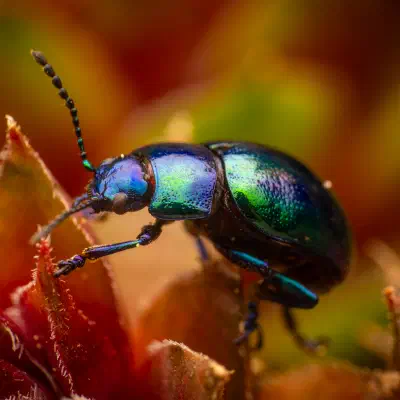 Himmelblauer Blattkäfer