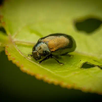 Kleiner Weidenblattkäfer
