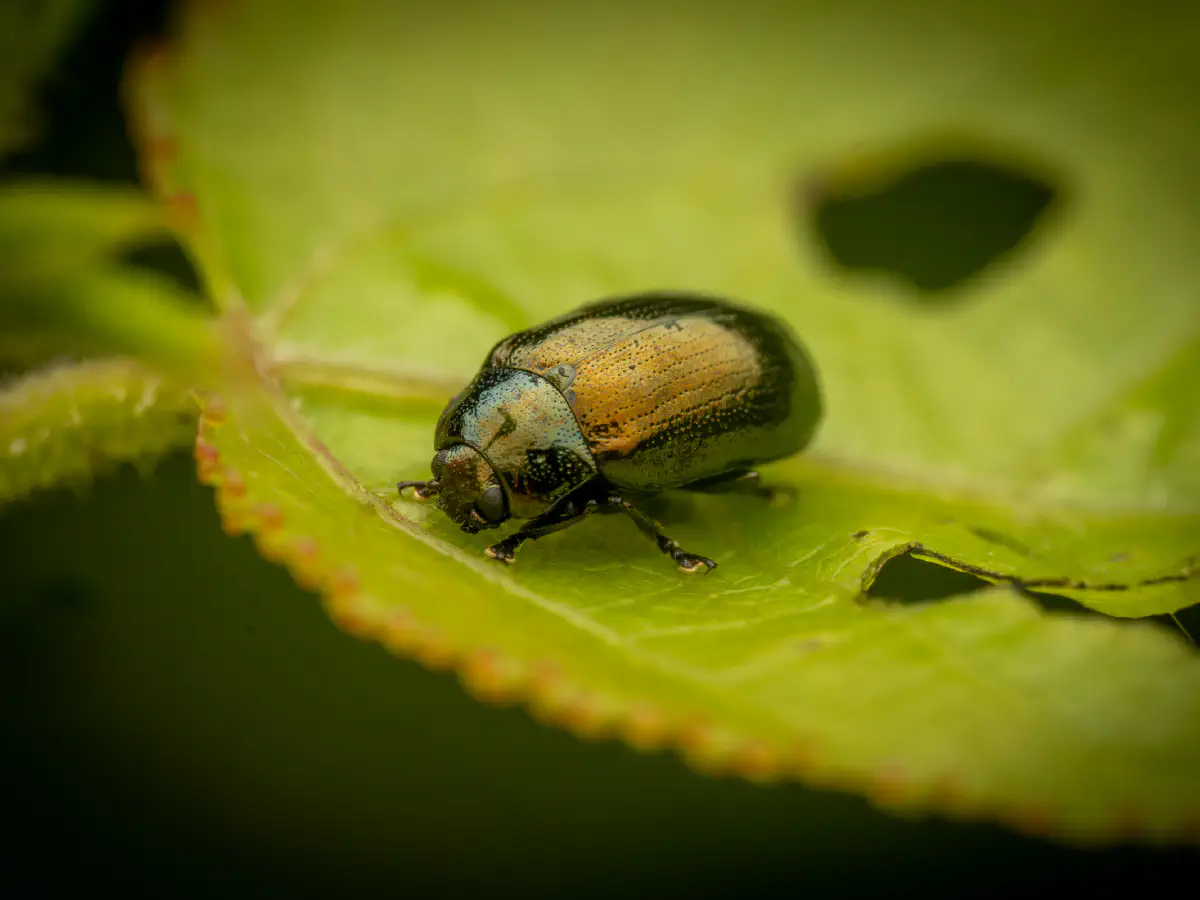 Kleiner Weidenblattkäfer