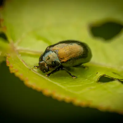 Kleiner Weidenblattkäfer