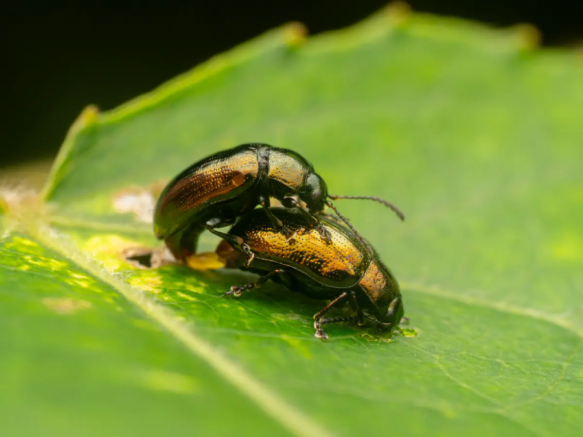 Kleiner Weidenblattkäfer