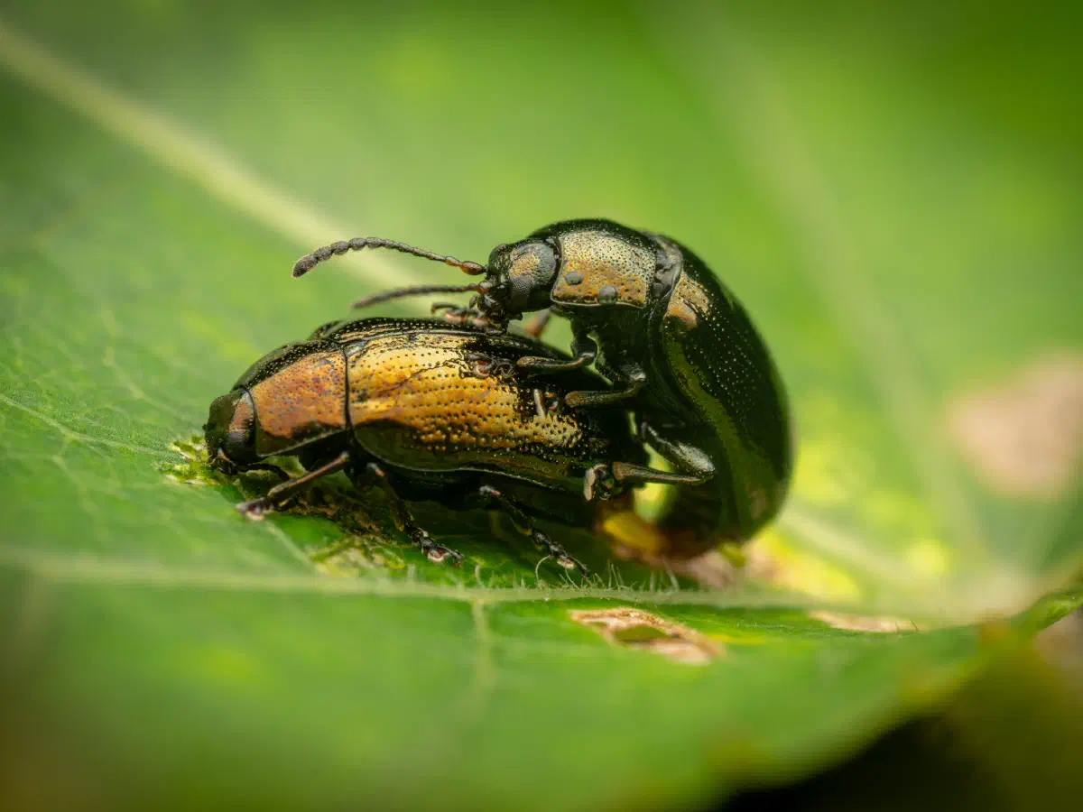 Kleiner Weidenblattkäfer