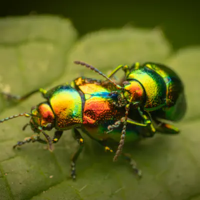 Prächtiger Blattkäfer