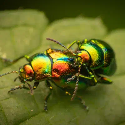 Prächtiger Blattkäfer