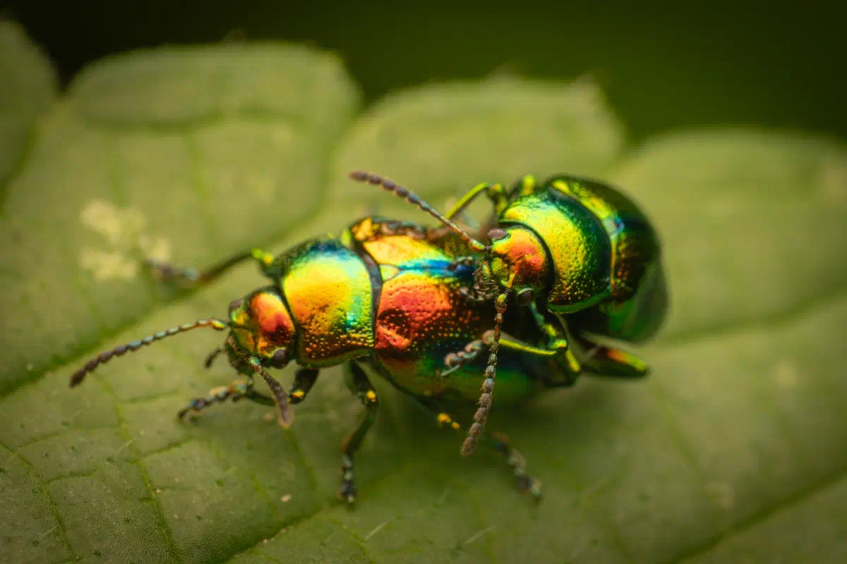 Chrysomèle fastueuse