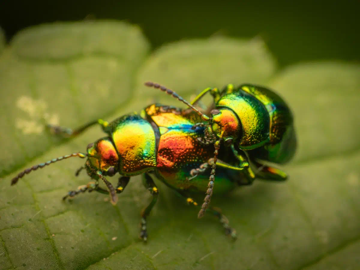 Prächtiger Blattkäfer