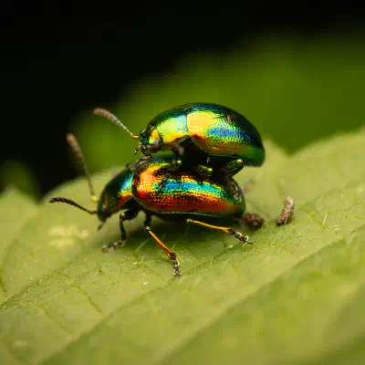 Prächtiger Blattkäfer