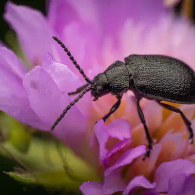 Rainfarn-Blattkäfer
