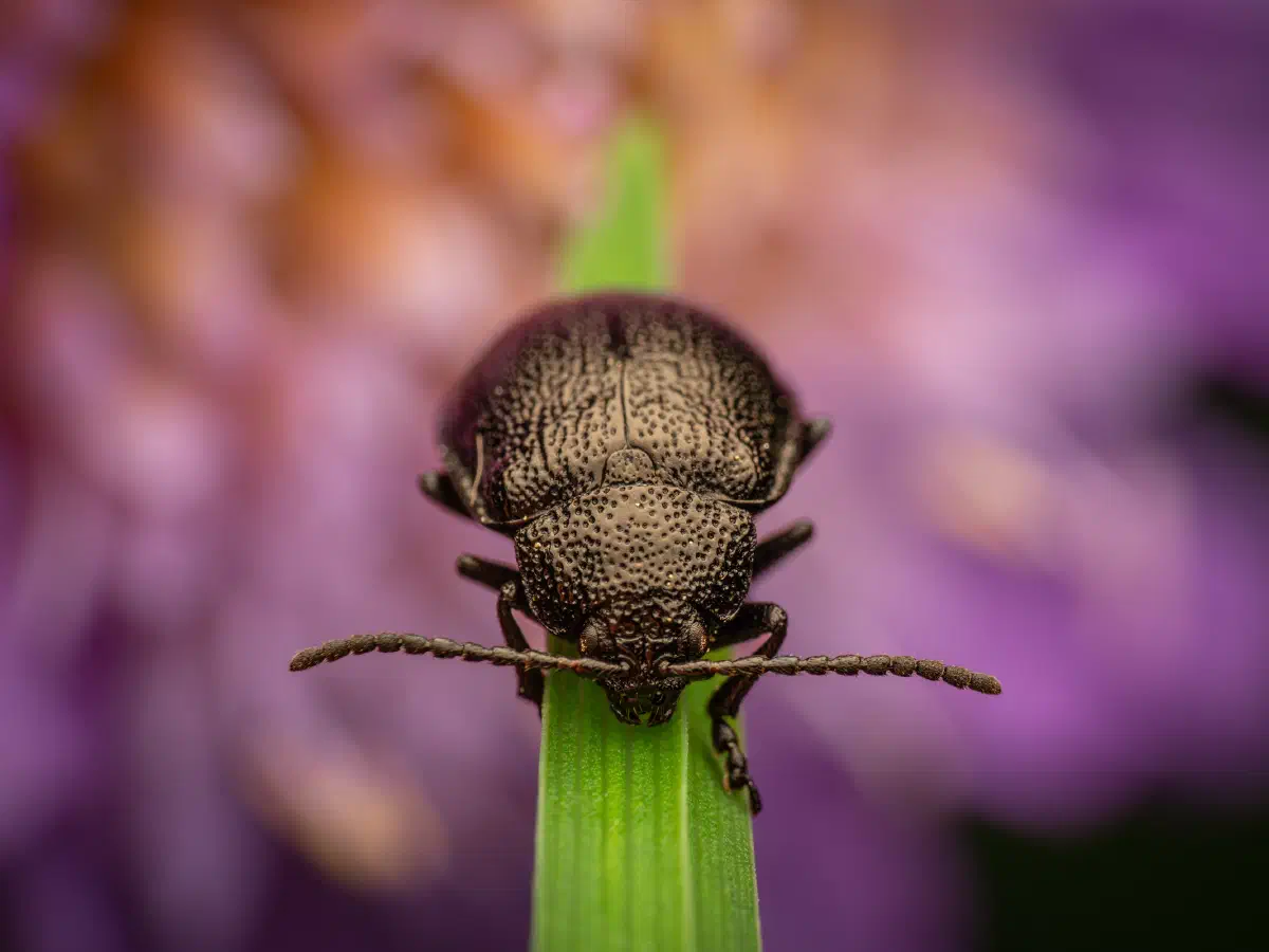 Rainfarn-Blattkäfer