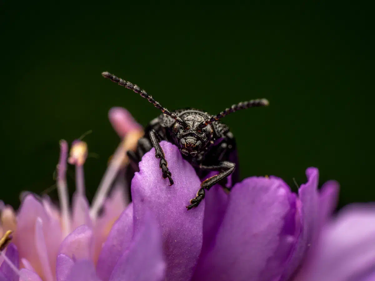 Rainfarn-Blattkäfer