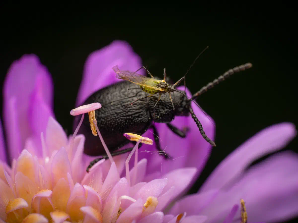 Rainfarn-Blattkäfer