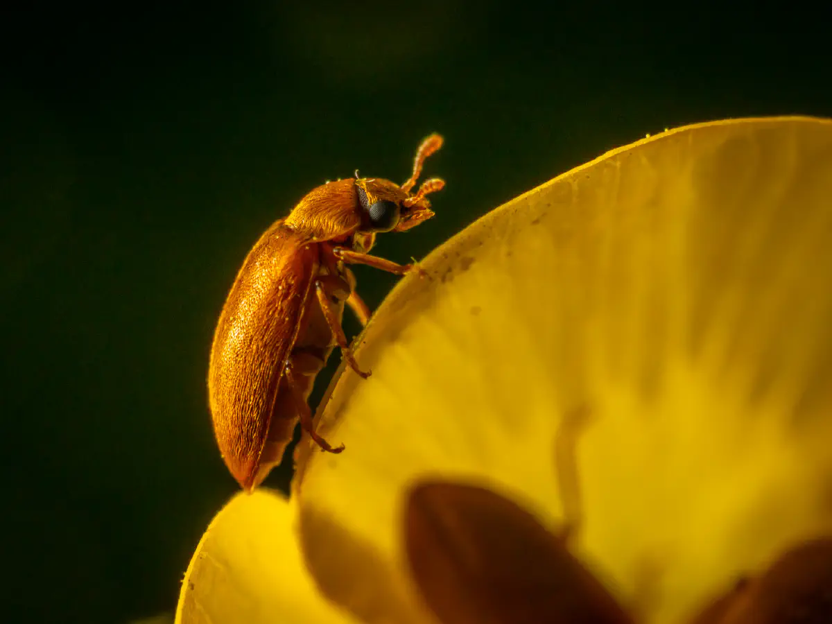 Großäugiger Himbeerkäfer