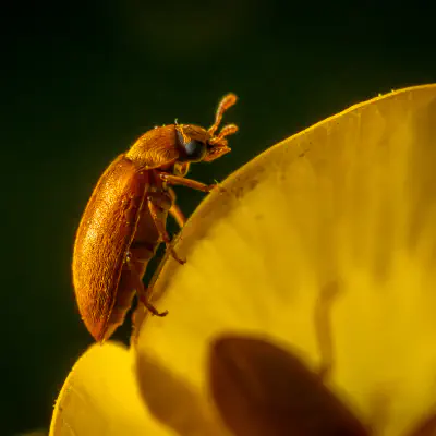 Großäugiger Himbeerkäfer