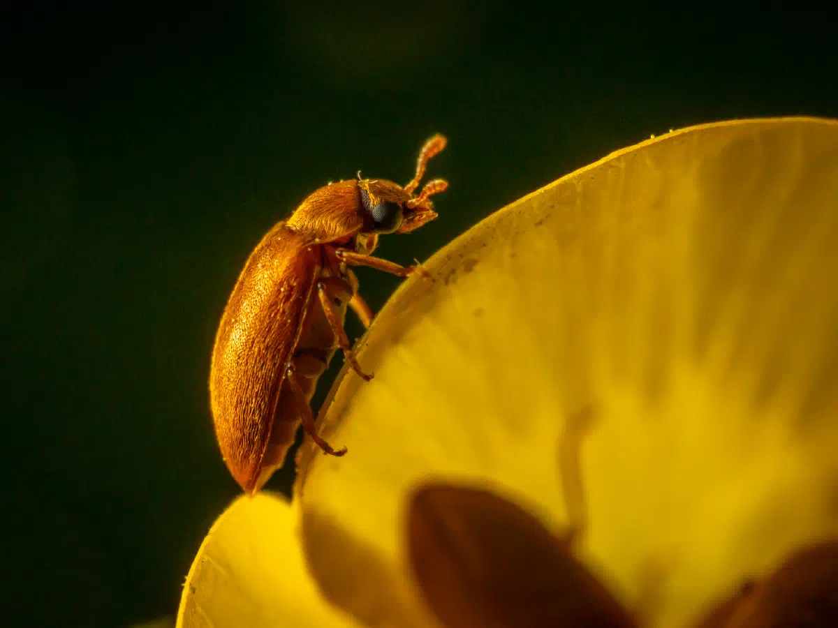 Großäugiger Himbeerkäfer
