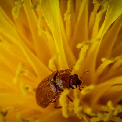 Großäugiger Himbeerkäfer