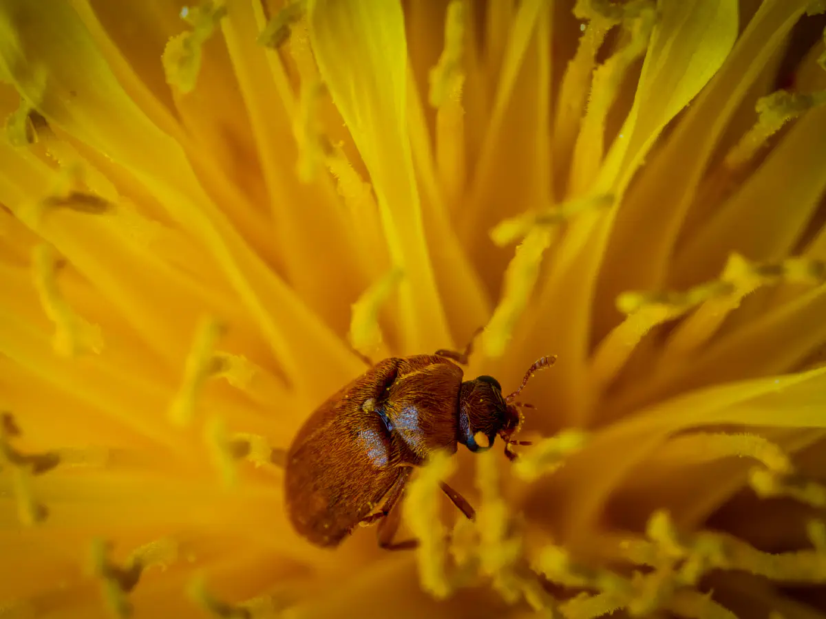 Großäugiger Himbeerkäfer
