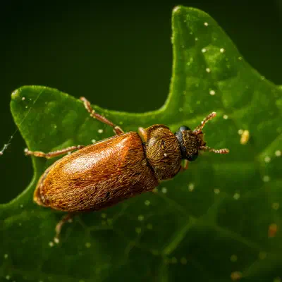 Großäugiger Himbeerkäfer