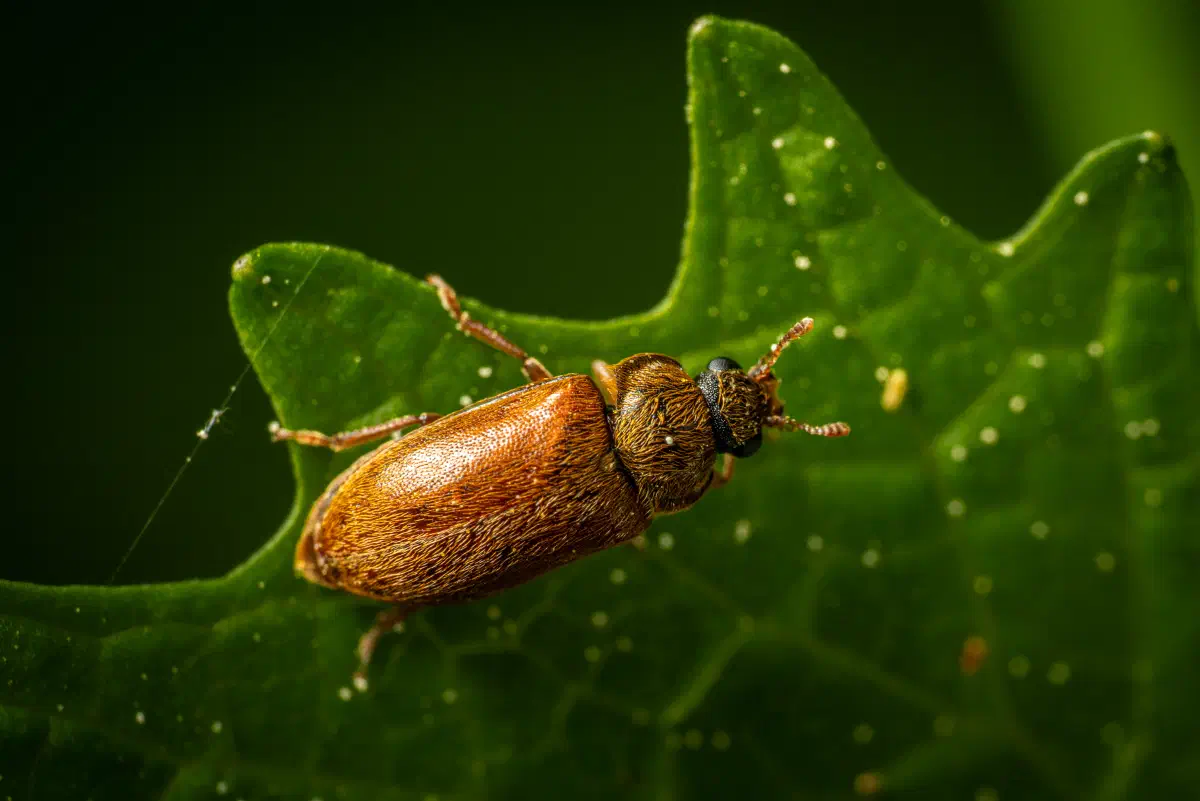 Großäugiger Himbeerkäfer
