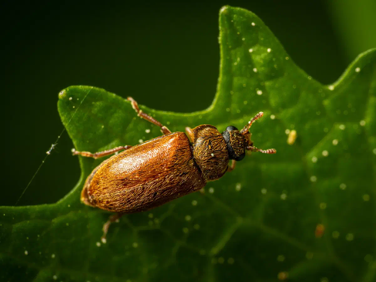 Großäugiger Himbeerkäfer