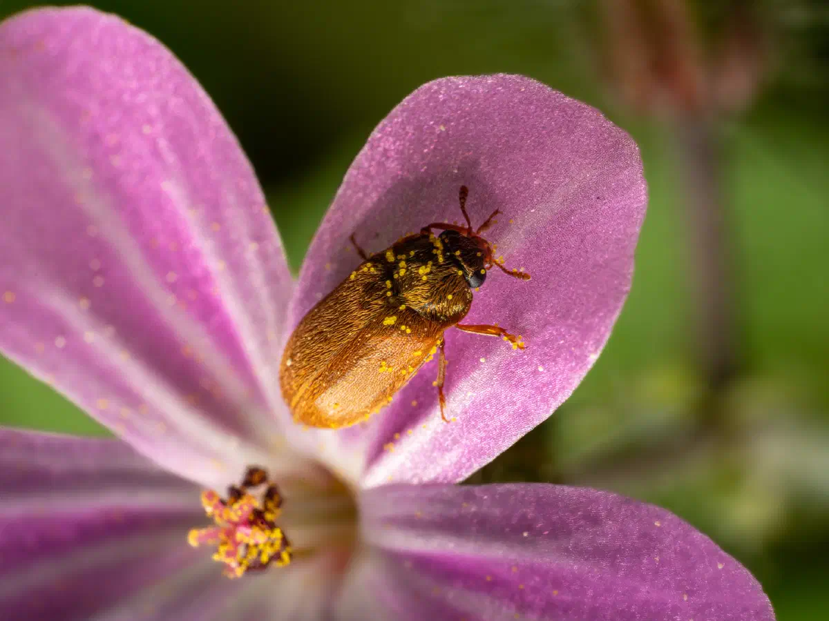 Großäugiger Himbeerkäfer