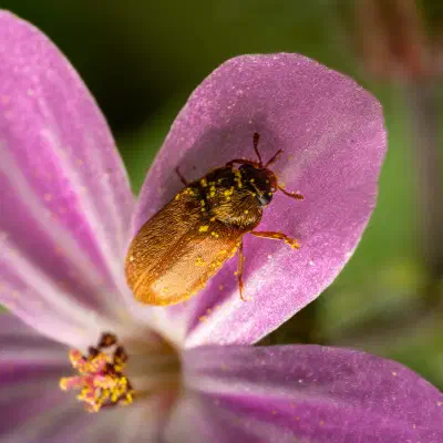 Großäugiger Himbeerkäfer