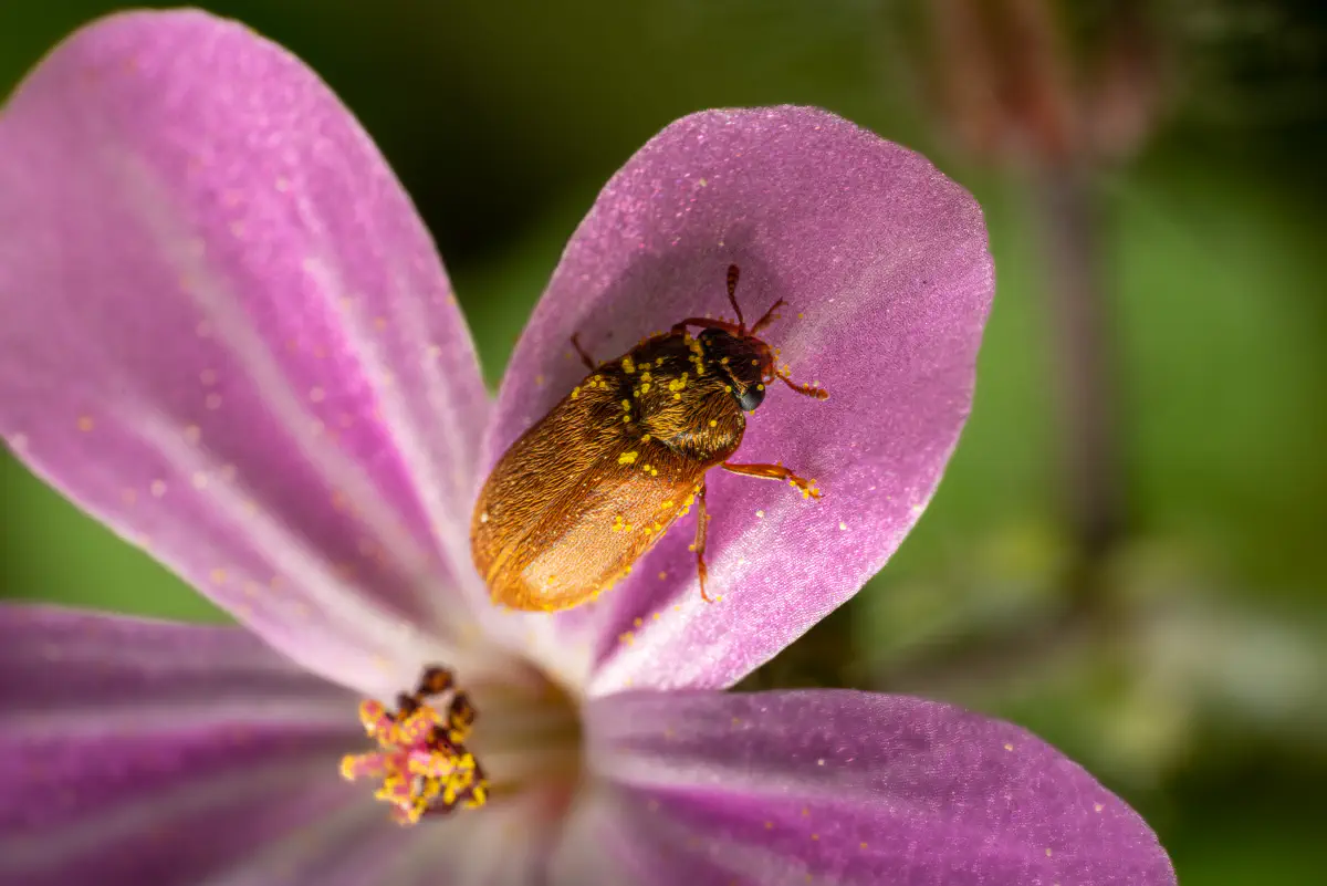 Großäugiger Himbeerkäfer
