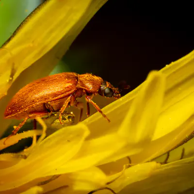 Großäugiger Himbeerkäfer
