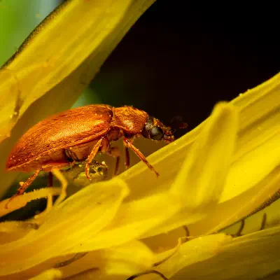 Großäugiger Himbeerkäfer