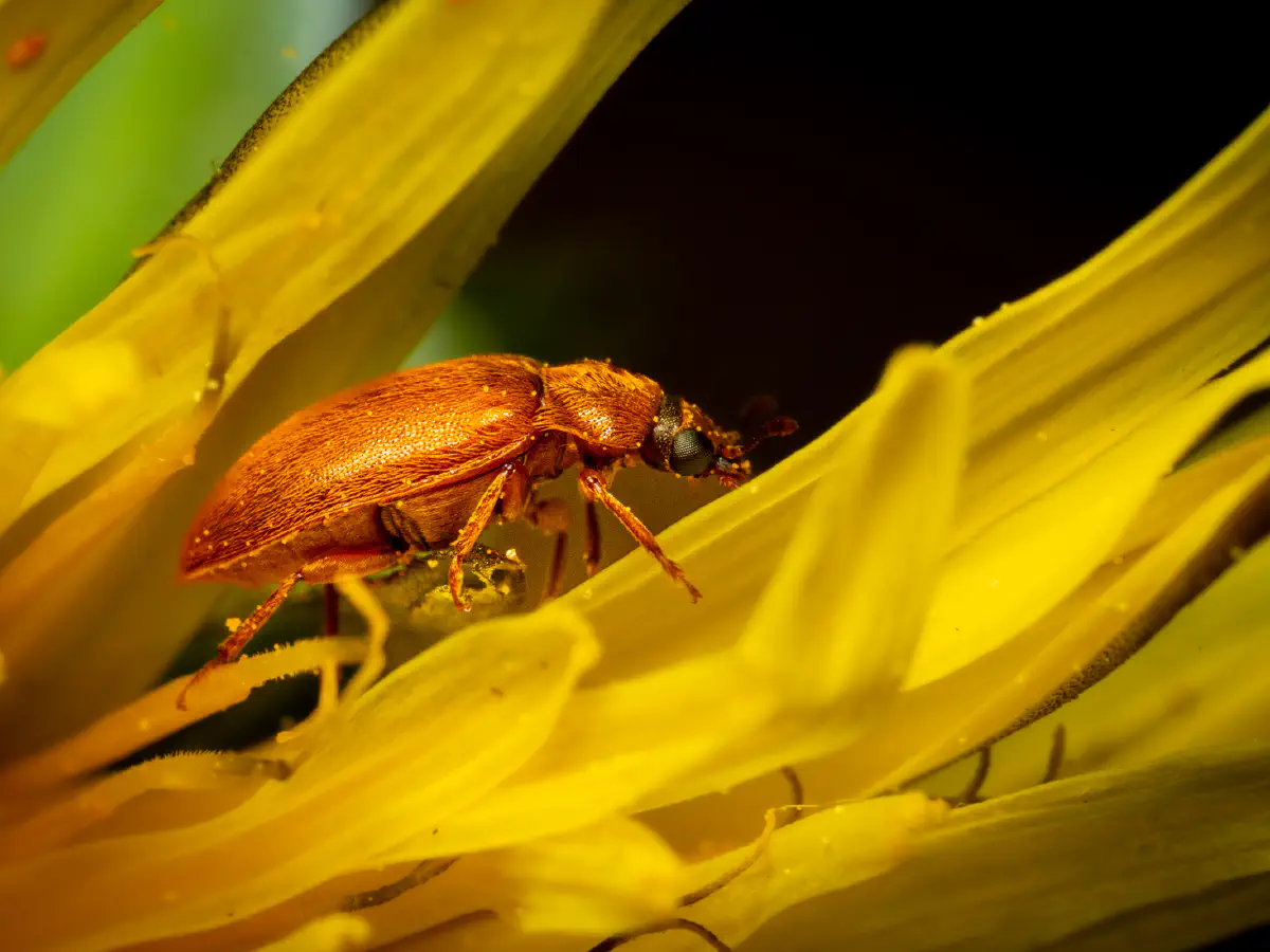 Großäugiger Himbeerkäfer
