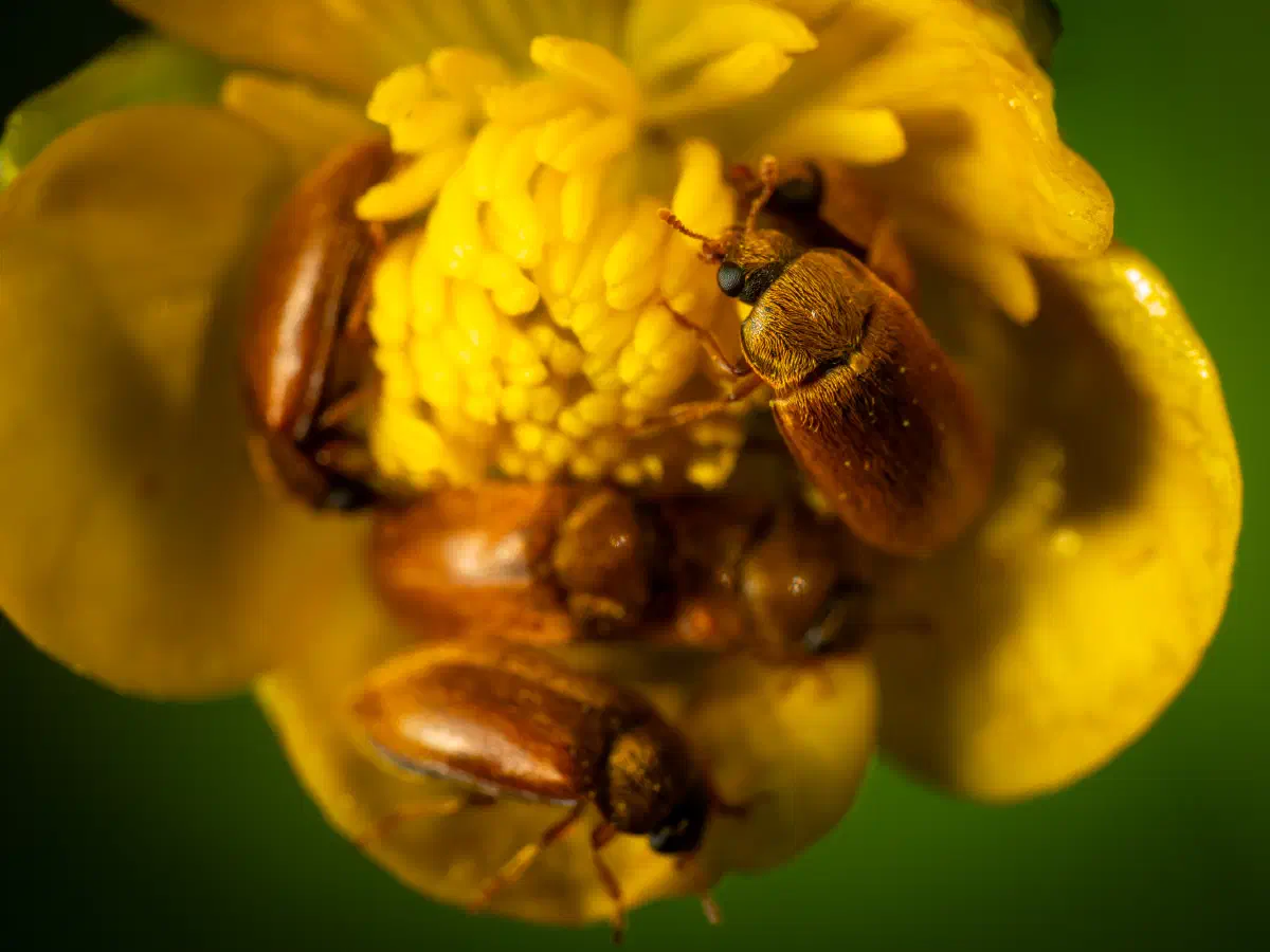 Großäugiger Himbeerkäfer