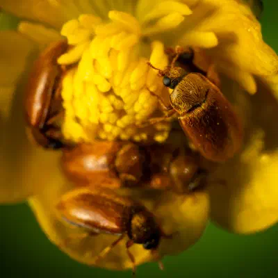 Großäugiger Himbeerkäfer