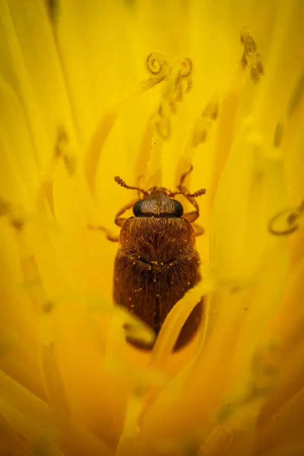 Großäugiger Himbeerkäfer