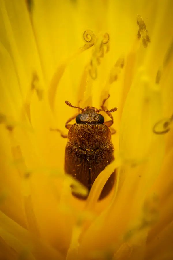 Großäugiger Himbeerkäfer
