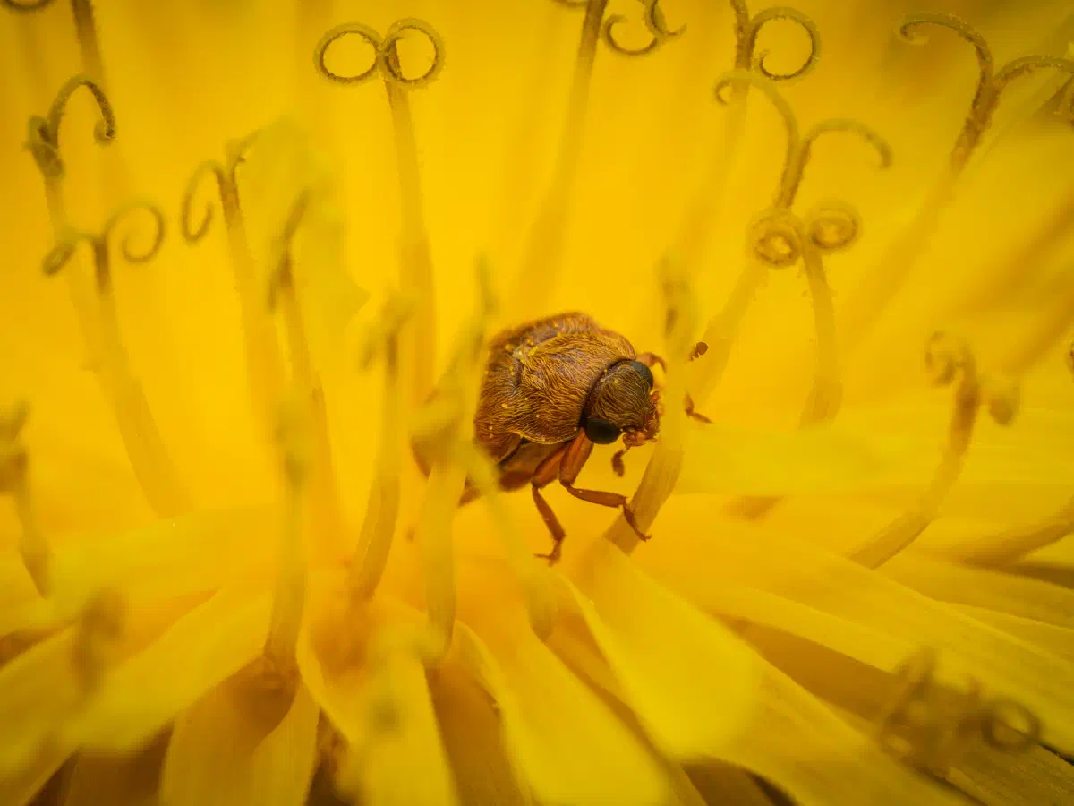 Großäugiger Himbeerkäfer