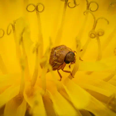 Großäugiger Himbeerkäfer