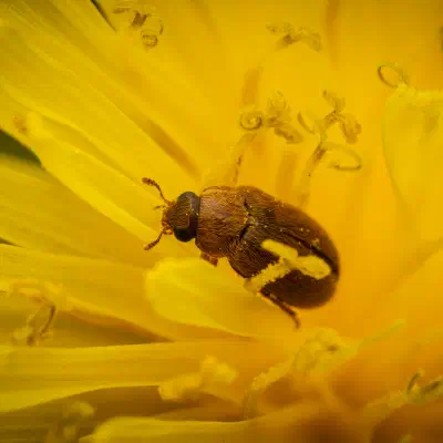 Großäugiger Himbeerkäfer