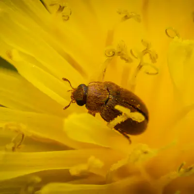 Großäugiger Himbeerkäfer