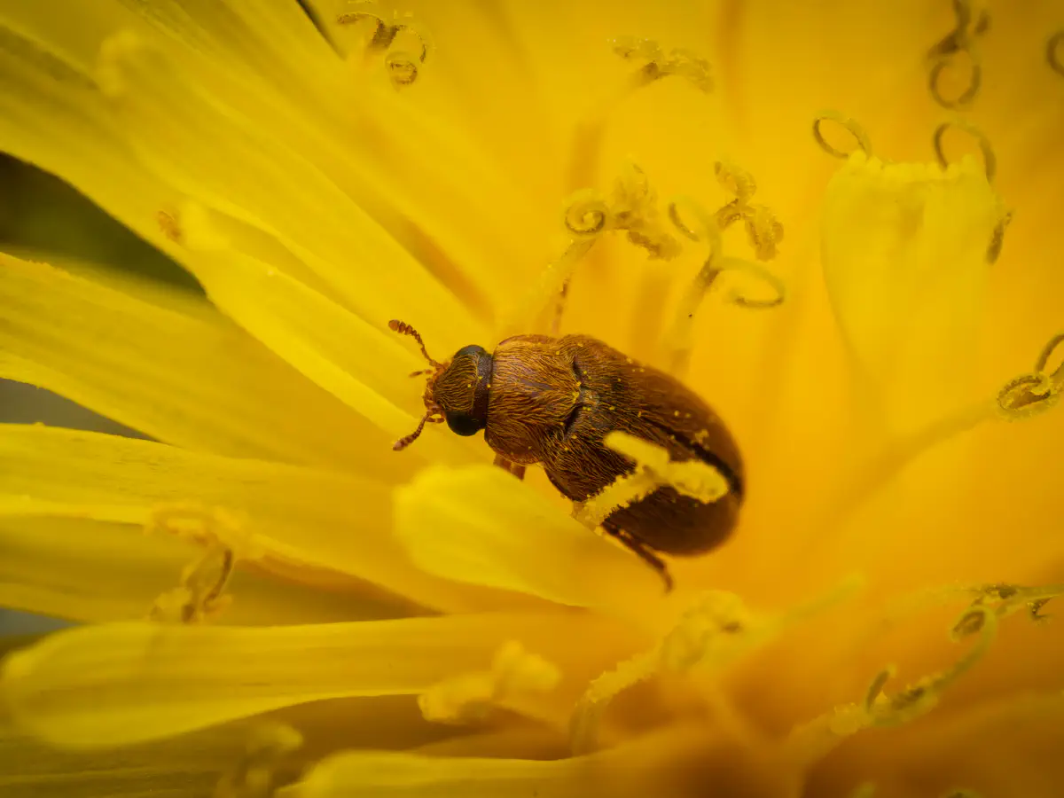 Großäugiger Himbeerkäfer