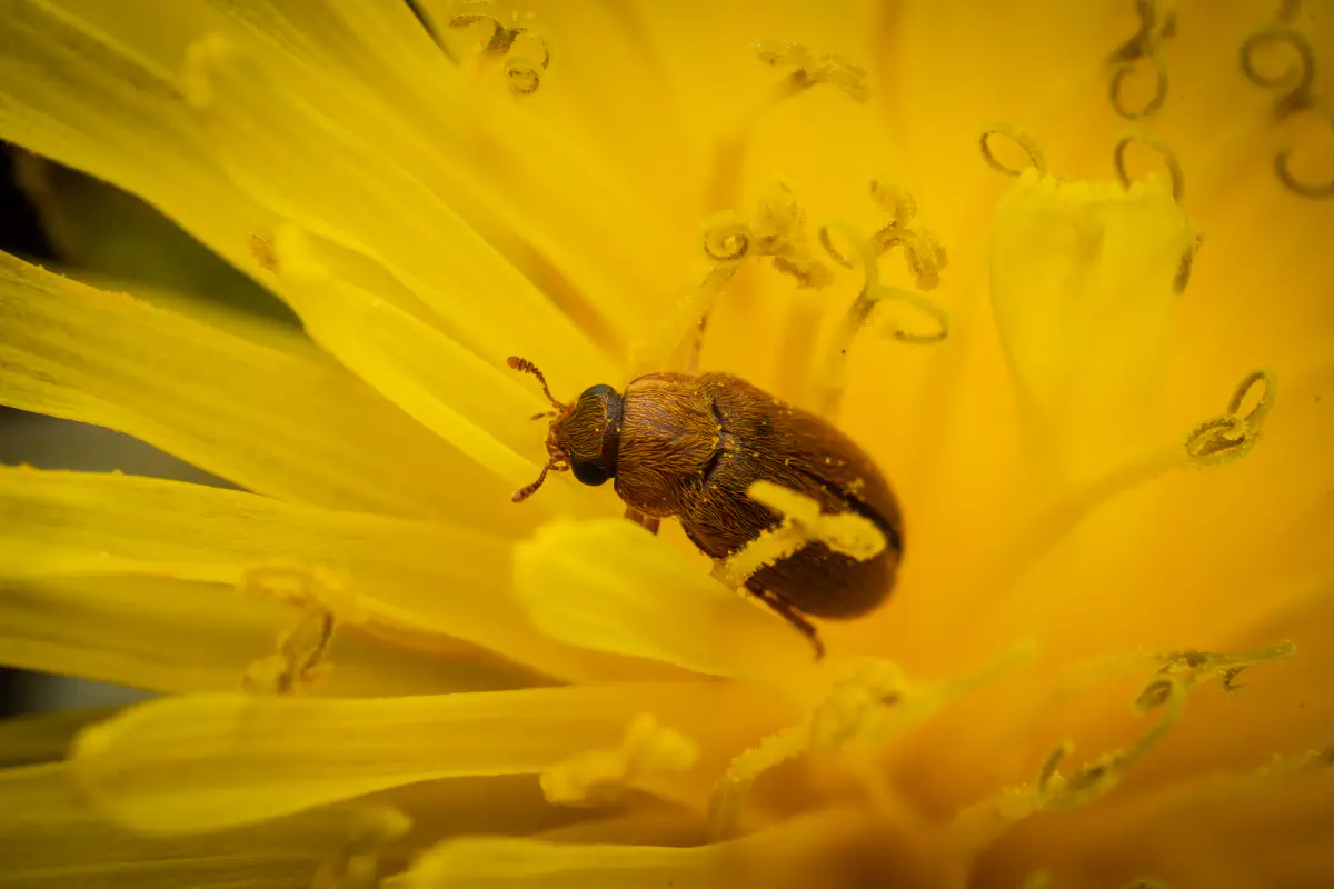 Großäugiger Himbeerkäfer