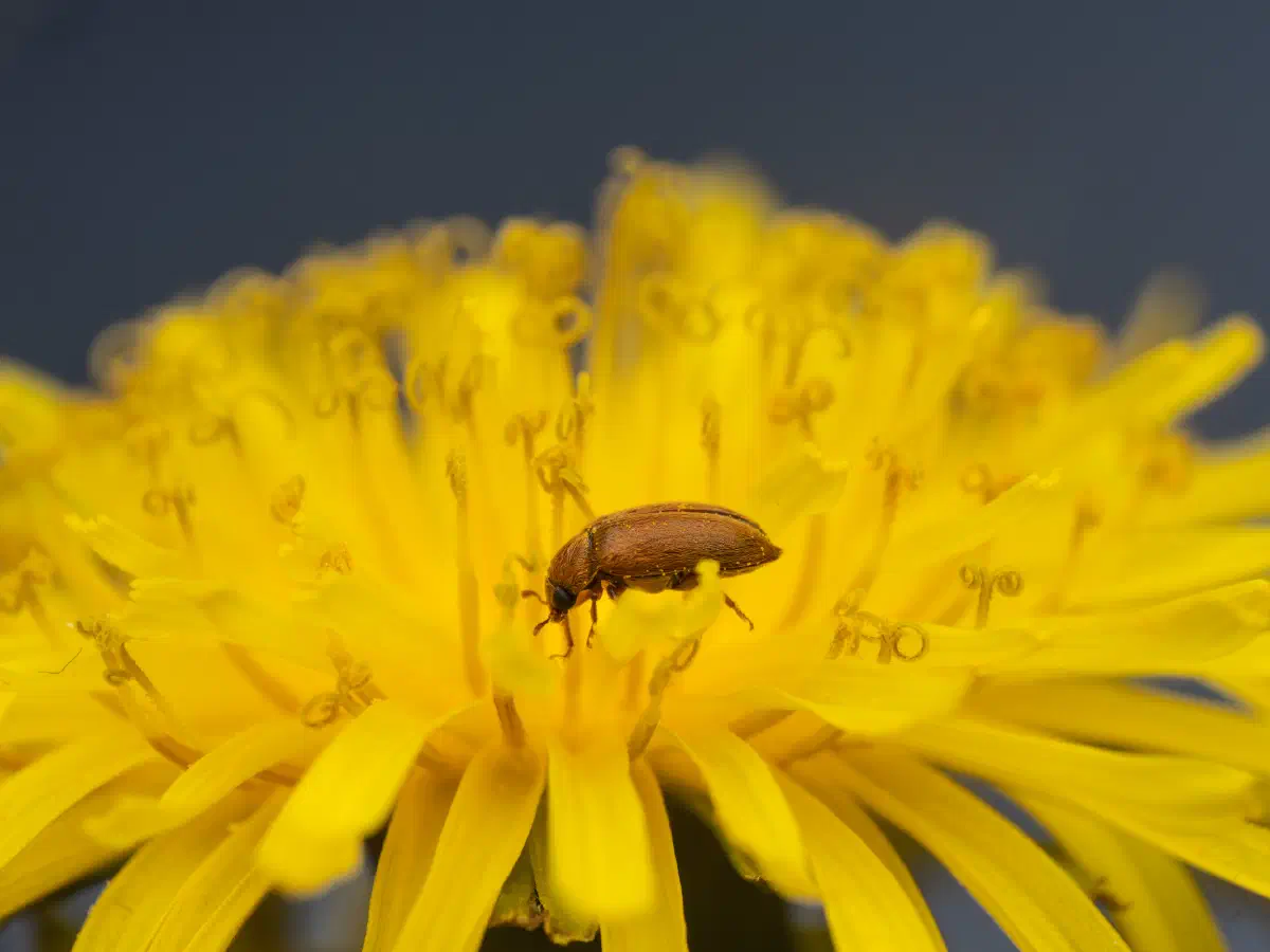 Großäugiger Himbeerkäfer