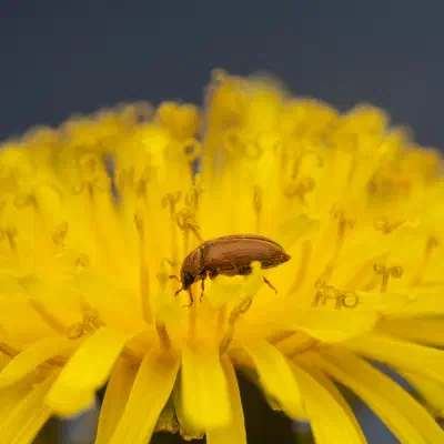 Großäugiger Himbeerkäfer