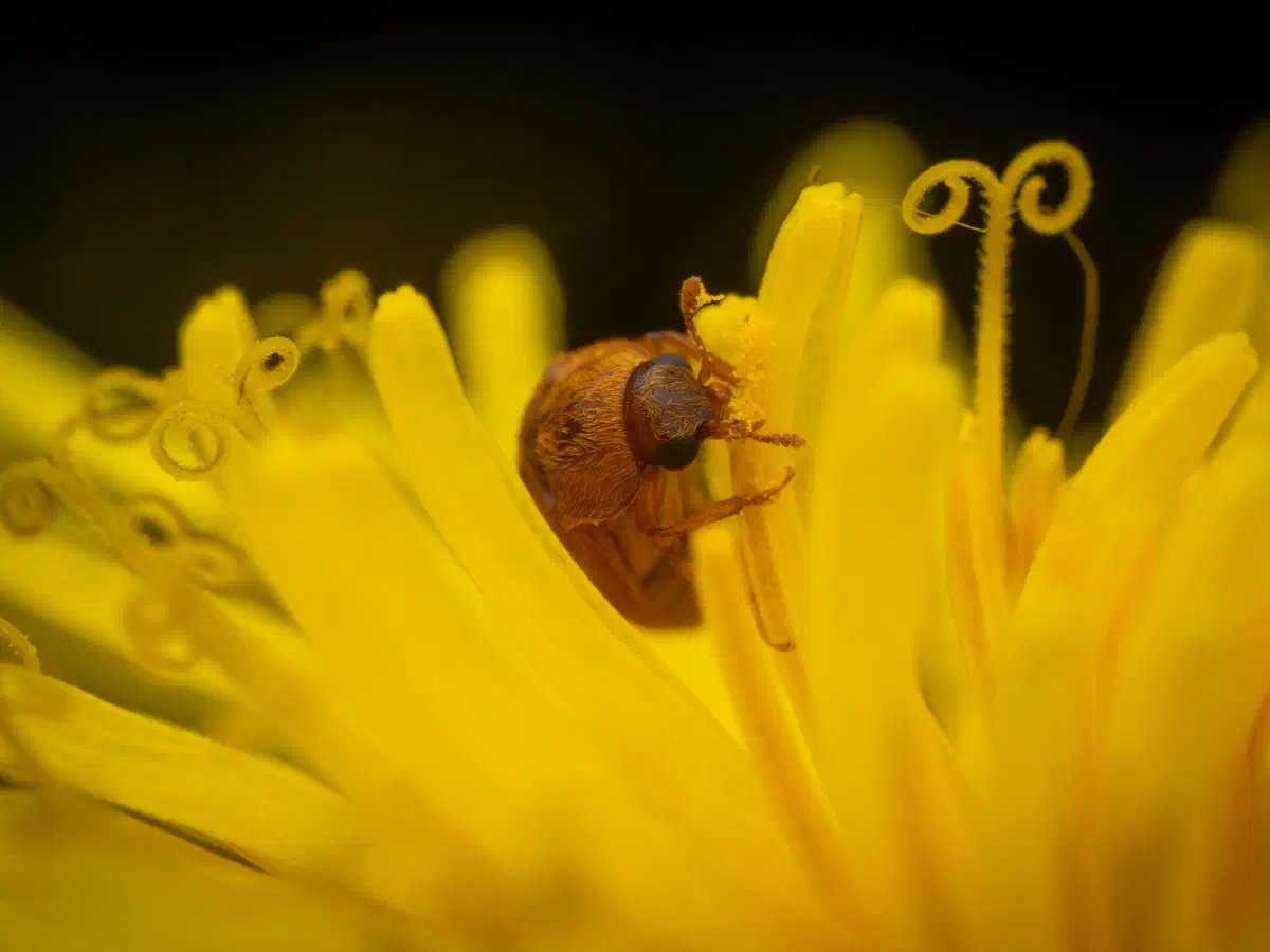 Großäugiger Himbeerkäfer
