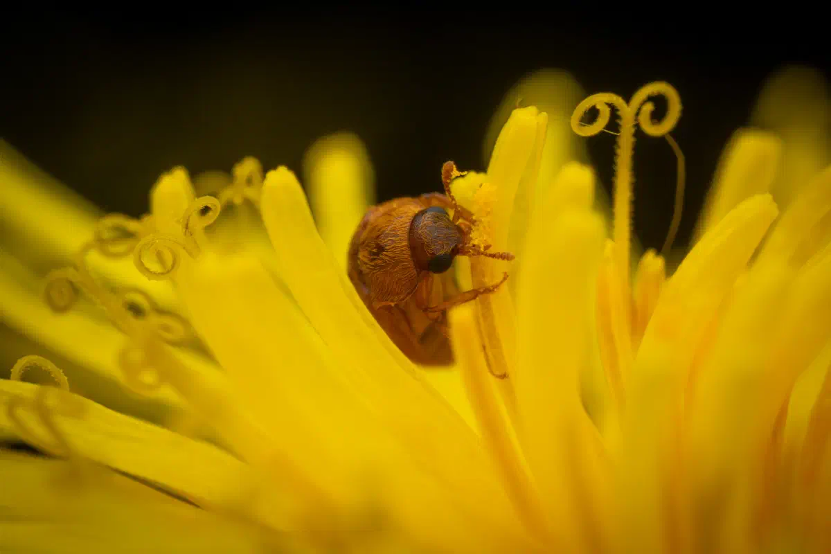 Großäugiger Himbeerkäfer