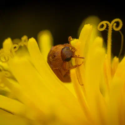 Großäugiger Himbeerkäfer