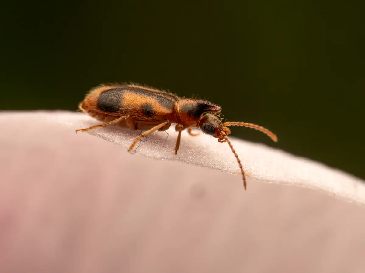 Gemeiner Einhornkäfer