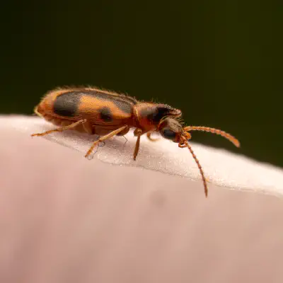 Gemeiner Einhornkäfer